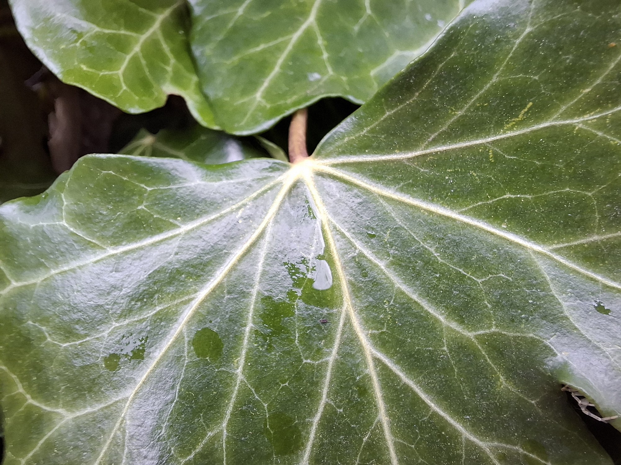 Samsung Galaxy A55 - macro
